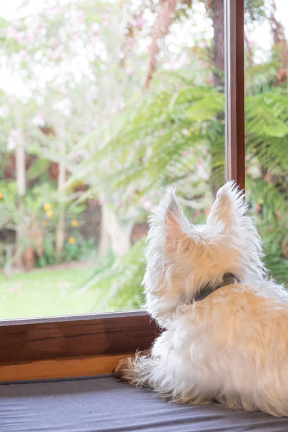 istock Bored dog is indoors home alone while owner is at work and looking through window into garden dreaming of adventures 1048097386