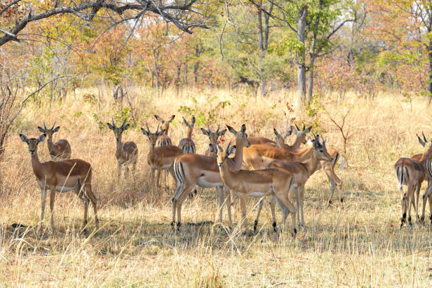 istock Impala antelope Aepyceros melampus standing in shade 1048103506