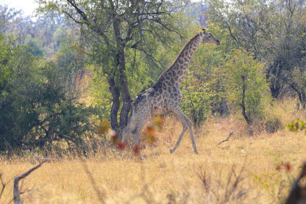istock Southern giraffe Giraffa giraffa running Hwange Zimbabwe 1048105358