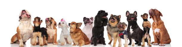 istock large group of panting dogs look up on white background 1048108760