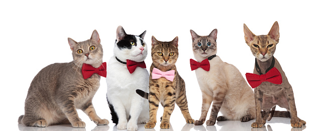 group of five cute cats with pink and red bowties standing and sitting on white background