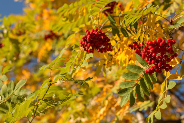 istock Autumn rowan tree with red berries and colorful leaves. 1048109014