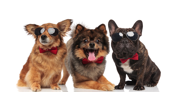 three elegant dogs of different breeds wearing red bowties while sitting and lying on white background