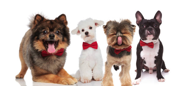 istock four elegant dogs of different breeds wearing red bowties 1048109220