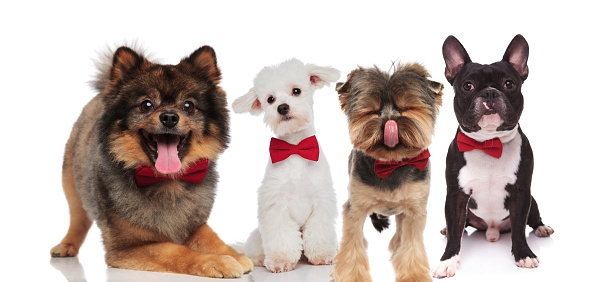 four elegant dogs of different breeds wearing red bowties while standing, sitting and lying on white background