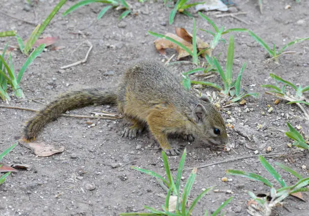 Smith's bush squirrel (Paraxerus cepapi), also known as the yellow-footed squirrel, is widespread throughout southern and eastern Africa. In South Africa it is called the tree squirrel. This photograph is taken in Hwange National Park, Zimbabwe.