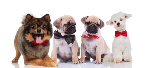istock four cute and happy dogs wearing bowties 1048109254