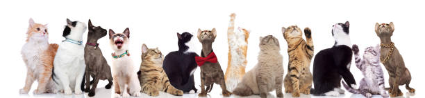 istock large team of curious cats looking up with paws raised 1048109636