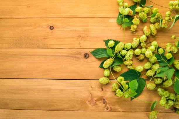 istock Hops. On the old wooden background. Free space for text. Top view. 1048109894