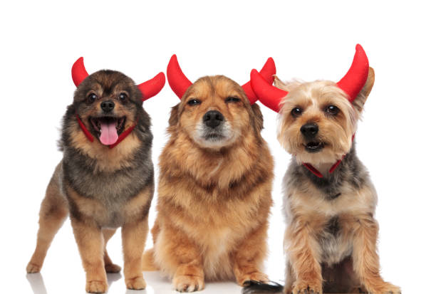 istock adorable group of pomeranian, metis and terrier dressed as devils 1048109980