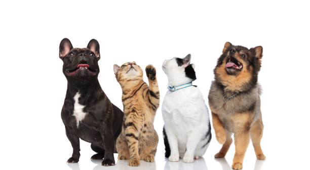 istock four adorable pets on white background looking up 1048110030