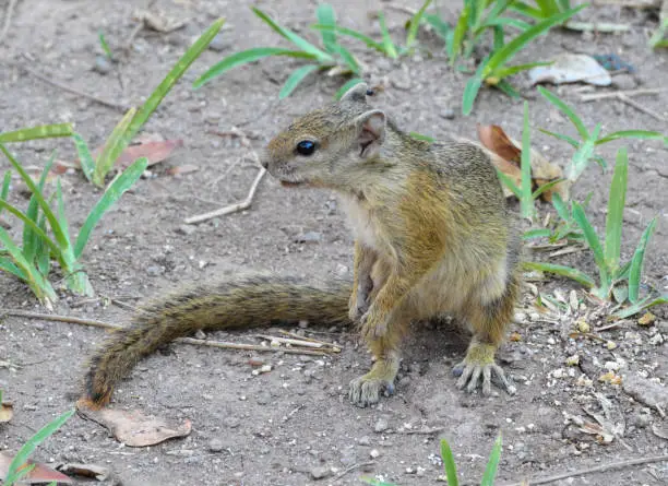 Smith's bush squirrel (Paraxerus cepapi), also known as the yellow-footed squirrel, is widespread throughout southern and eastern Africa. In South Africa it is called the tree squirrel. This photograph is taken in Hwange National Park, Zimbabwe.
