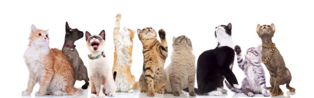istock lovely large group of cats looking up to side 1048110324