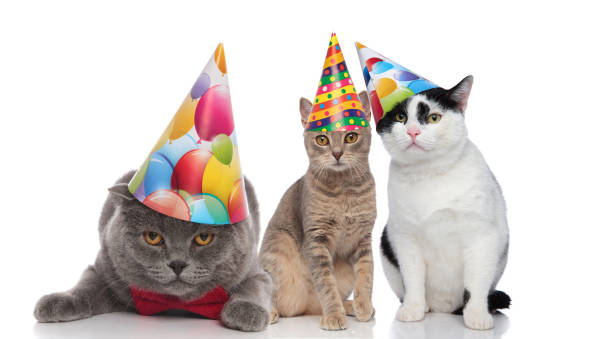 istock three adorable cats on a birthday party 1048110374