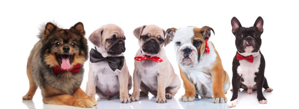 istock five lovely dogs wearing elegant bowties 1048110670