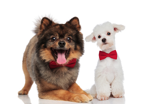 elegant pomeranian and white bichon couple wearing red bowties sitting and lying on white background