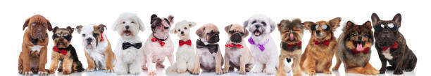 istock many elegant dogs of different breeds wearing bowties 1048112862