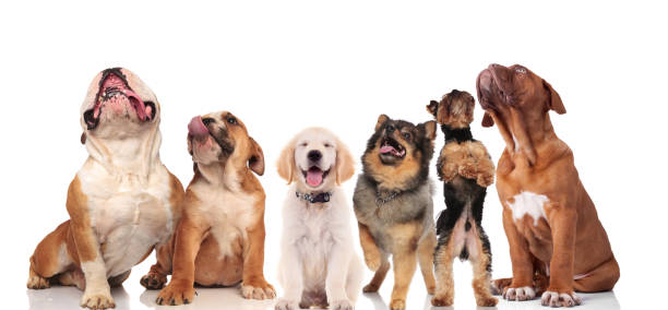 istock six panting dogs looking up while standing and sitting 1048113314