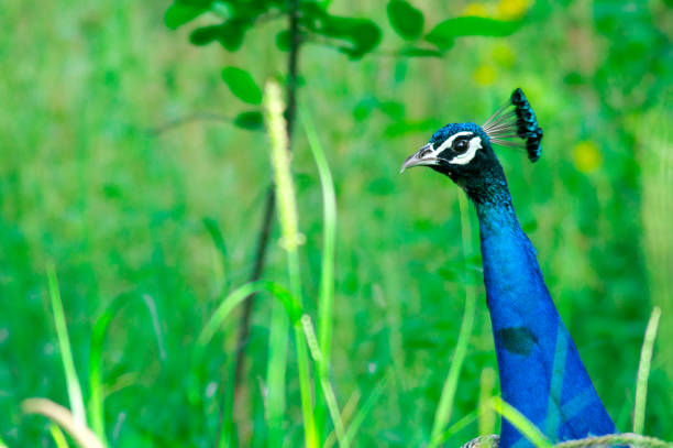 Portrait image of peacock head