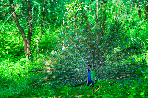Peacock dancing in the middle of trees in a forest. This mating ritual during the monsoon rainy season showcases the beauty of the blue and purple feathers and it's status as the national bird of india