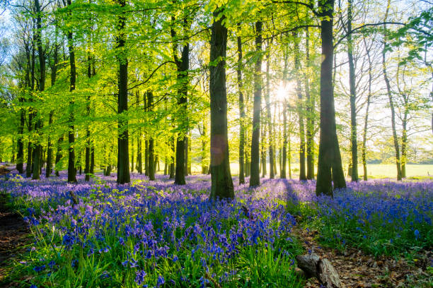 bluebell wood at dawn - non urban scene england rural scene hill range imagens e fotografias de stock