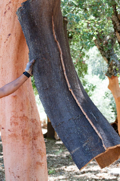 istock hand separating the cork from a cork oak 1048120210