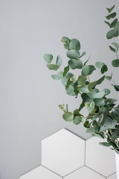 istock Eucalyptus in the home interior 1048121408