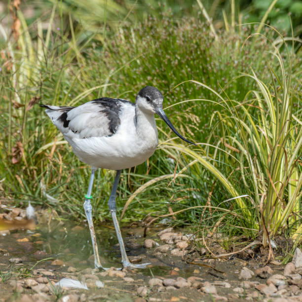 istock American Avocet in Grassland 1048122438