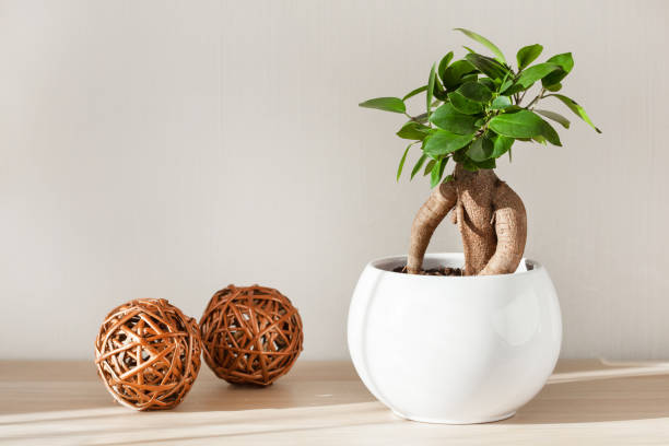 houseplant ficus microcarpa ginseng in white flowerpot houseplant ficus microcarpa ginseng in white flowerpot ficus microcarpa bonsai stock pictures, royalty-free photos & images