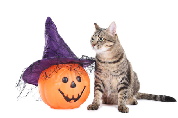 istock Gray cat with plastic pumpkin isolated on white background 1048126078