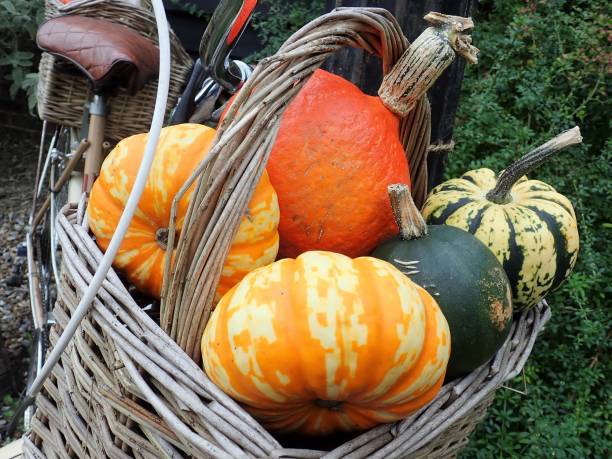 istock Different types of pumpkin in front bicycle basket 1048126372