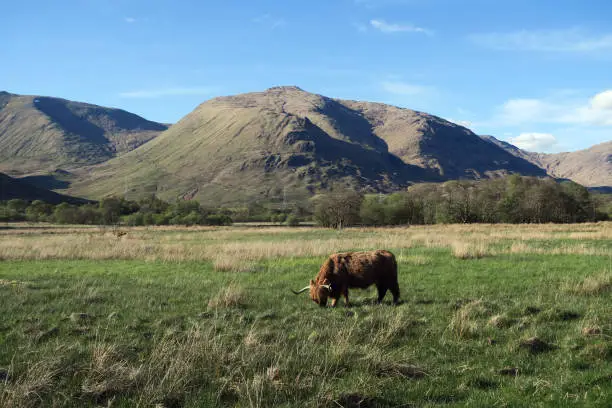 Scottish cow in the middle of the wild