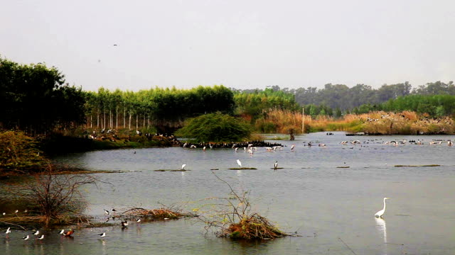 Flock of birds sitting in the lake located in rural India.