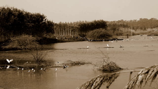 Flock of birds sitting in the lake located in rural India.