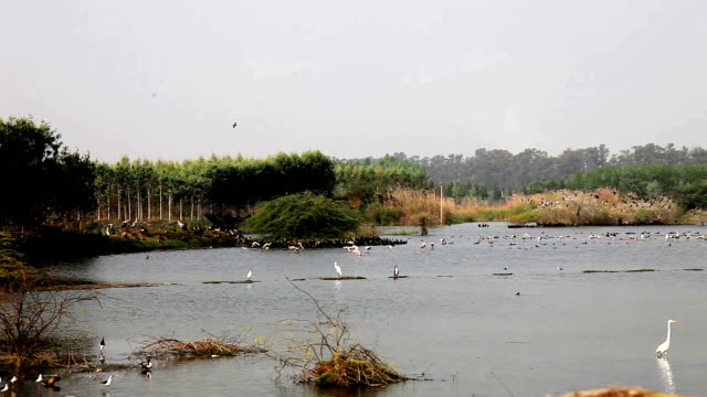 Flock of birds sitting in the lake located in rural India.
