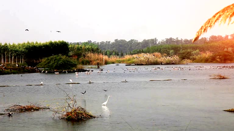 Flock of birds sitting in the lake located in rural India.