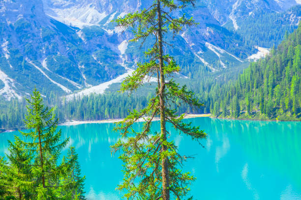 istock idyllic nature with coniferous and lake 1048142584