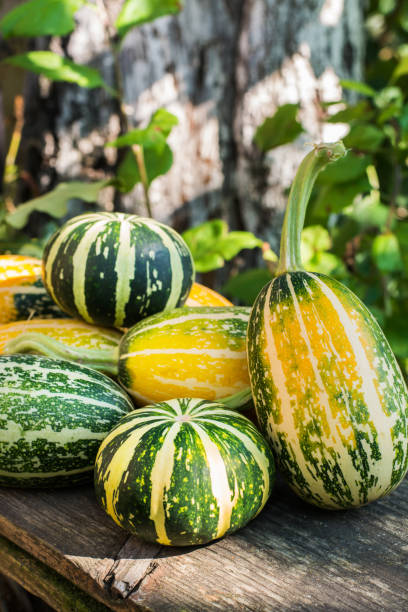 piccole zucche decorative in giardino su una panchina di legno per decorare un appartamento o una casa per una vacanza di halloween - pumpkin small orange holiday foto e immagini stock