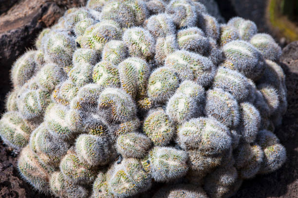 mammillaria elongata - mammillaria cactus fotografías e imágenes de stock