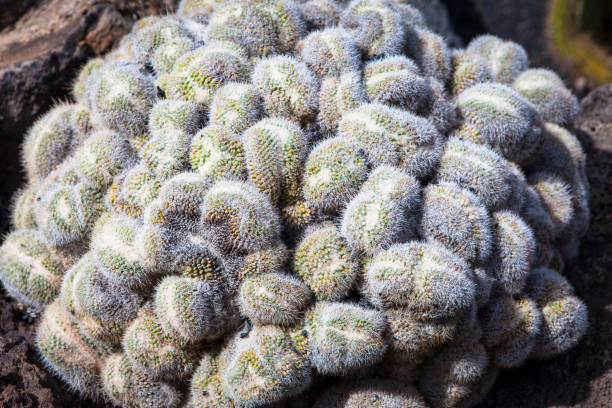 маммилария удлиненная - mammillaria cactus стоковые фото и изображения