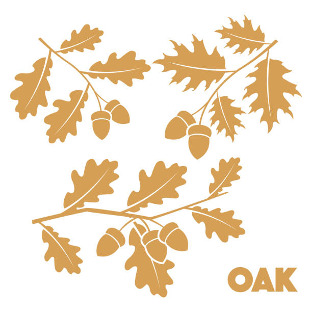 오크 점 세트 - oak leaf stock illustrations