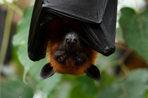 istock Close up of Fruit bat or Hanging flying fox face and reflection in its eyes while resting on tree bush, scary mammal 1048147346
