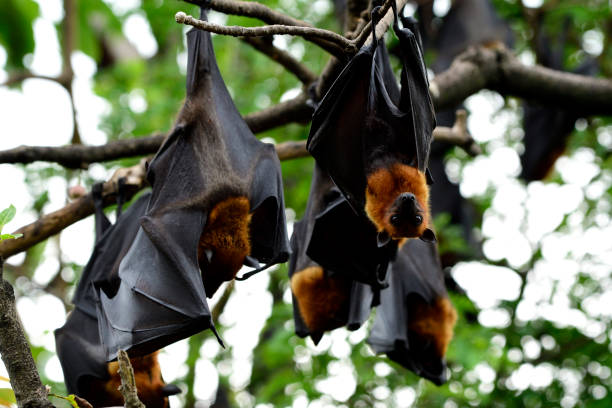 istock Holloween nightmare animals, Vampire representative of Lyle's fox while hanging downward from tree branch in daytime 1048150920