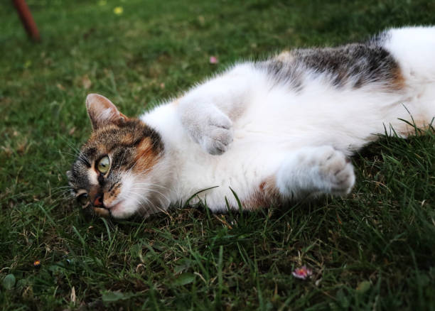 istock A sleeping cat after long and hard day. Relaxing for evening when she must be ready for the party 1048154060