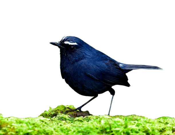 istock Male of White-browed Shortwing (Brachypteryx montana) beautiful chubby dark blue bird with white eye brows standing on mossy ground isolated on white background 1048154346
