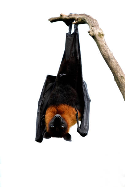 istock haunted halloween with hanging up side down mega bat look a like vampire sleeping isolated on white background, scary dracula 1048155256