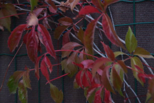 istock Beautiful autumn colors 1048159310