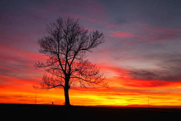istock Silhouette of lonely tree in dramatic sunset 1048160716