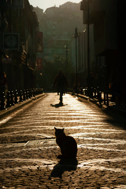 istock Silhouette of cat on cobblestone road 1048161752