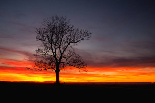 istock Silhouette of lonely tree in dramatic sunset 1048162196